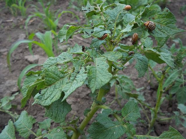 Colorado Potato Beetle larvae with no stripes on their backs.