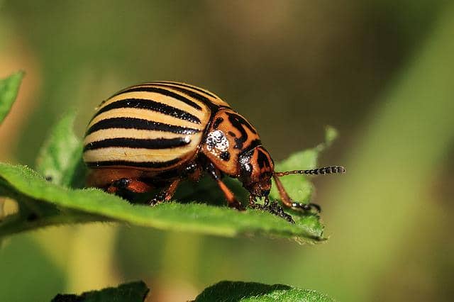 an image of the colorado potato beetle on potato leaves