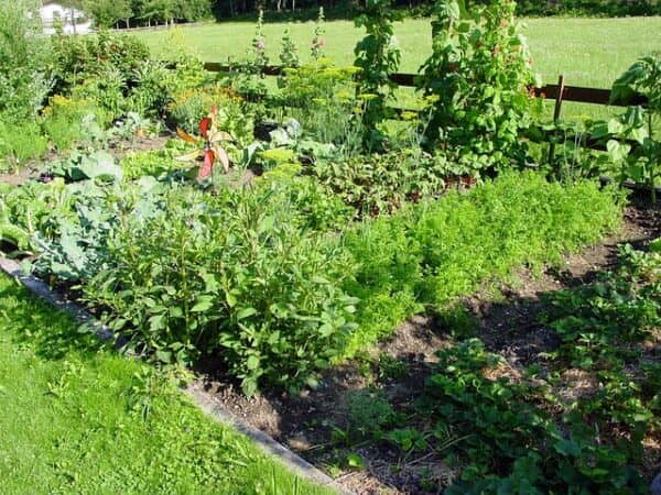 crop rotation in different sections in vegetable garden