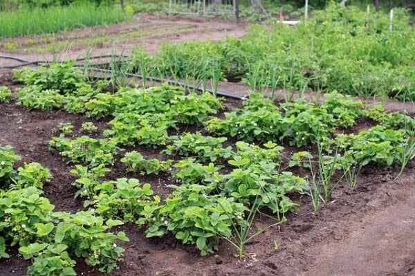 small potato plants which need fertilizer