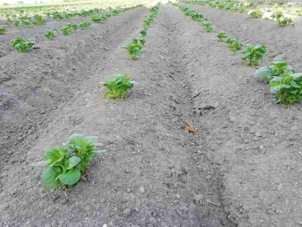 potato plants starting to grow