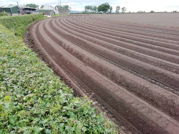 a field with freshly planted potato drills