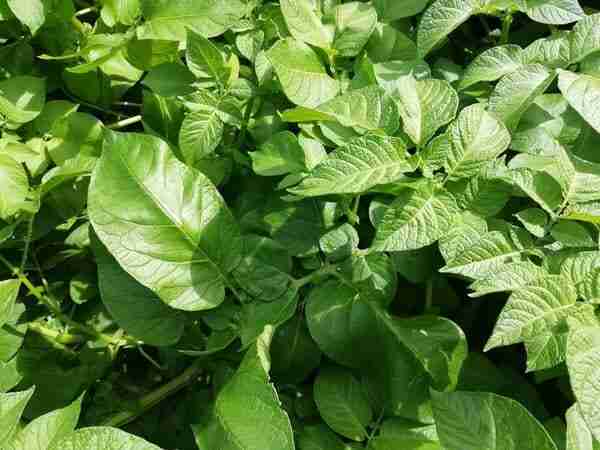 textures of large and small potato plant leaves