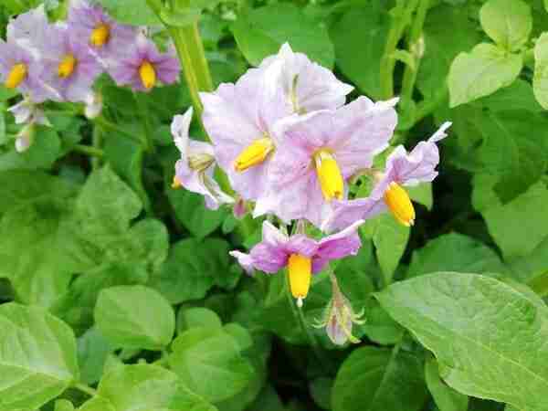 purple potato plant flower