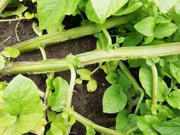 potato plant stems