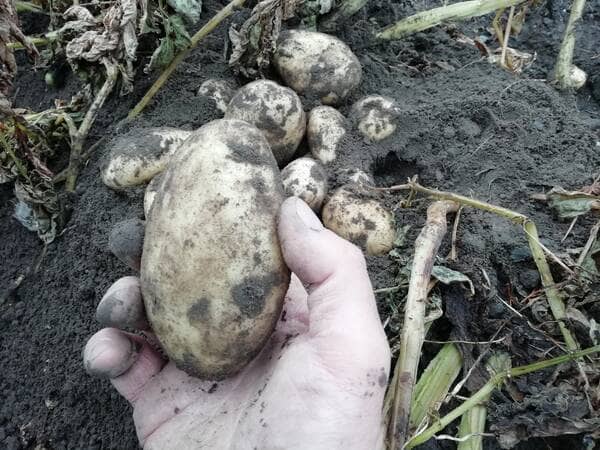 a potato with the soil cleaned off it