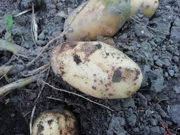 A young potato that has not yet set its skin