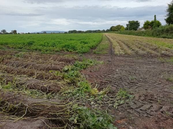 an image of potato tops cut off from the potato drills in a field