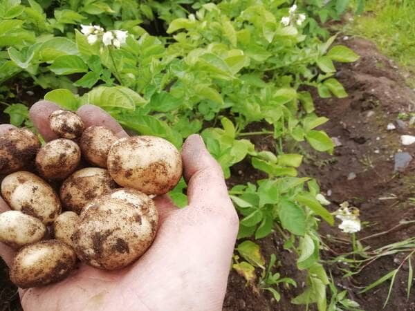 early potatoes freshly harvested from potato plants which still have their flowers