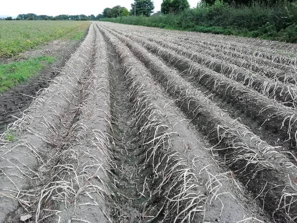 maincrop potato tops fully ripened and laying flat on the soil