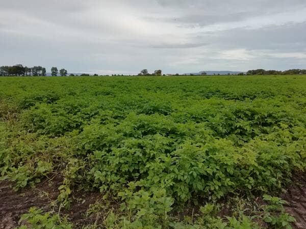 organic potatoes growing in a field