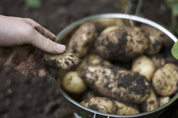 potatoes growing in compost