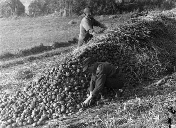 a potato pit