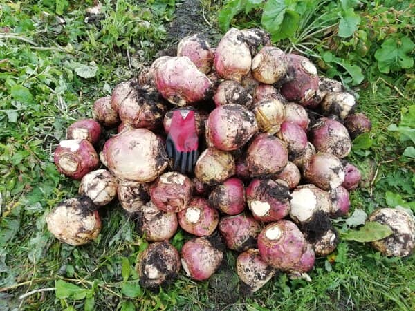 freshly pulled swedes in a pile in the field