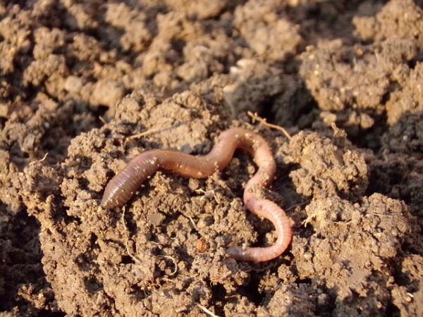 earthworms in soil