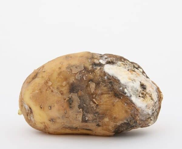 a potato with soft rot and white mould growing on it