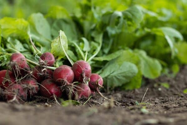 radishes freshly dug from the garden