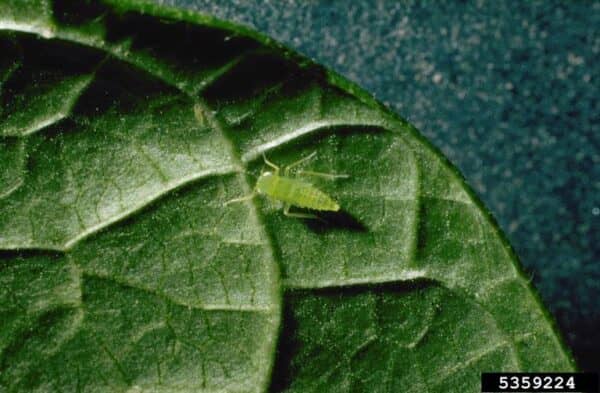 leafhopper on potato leaf