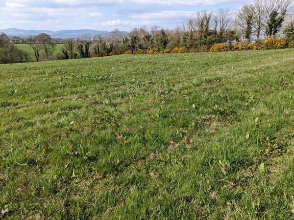 a lot of docks growing in a field of grass