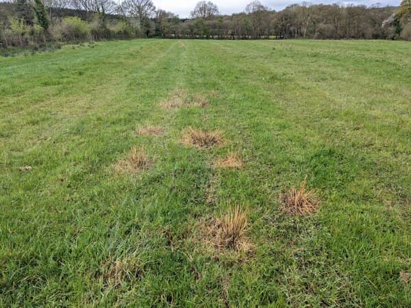 rushes in grassland sprayed with MCPA