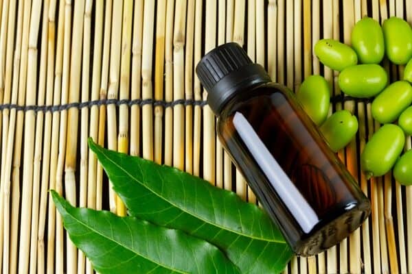 the seeds and leaves from the neem tree and a bottle of neem oil