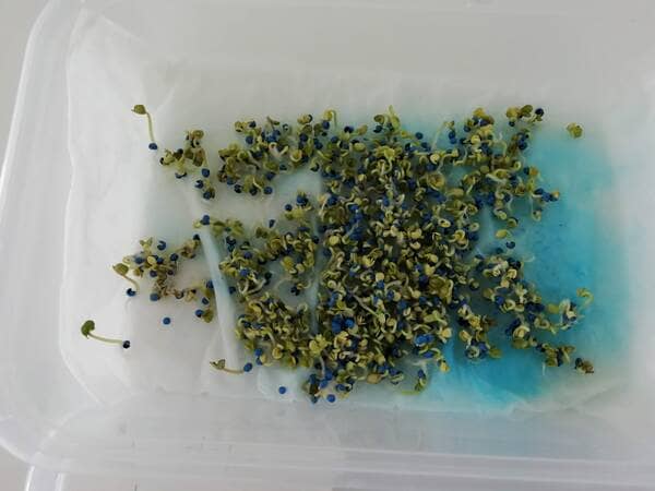 seeds germinating in a tray