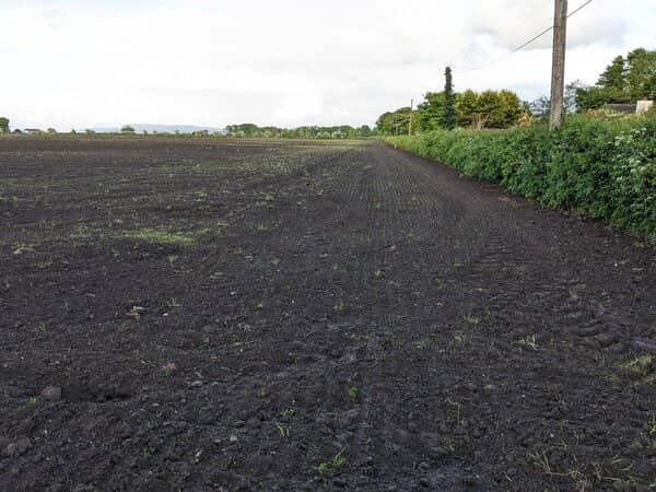 oats germinating in a field