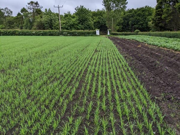 Crop rotation of oats and potatoes growing in a field