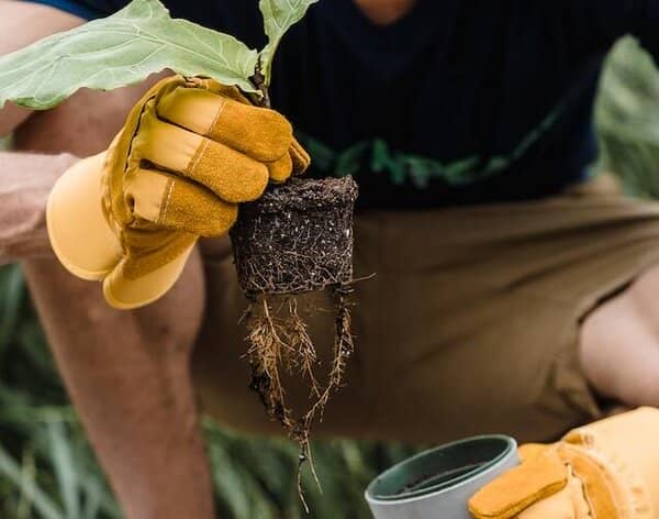 the roots of a cabbage plant