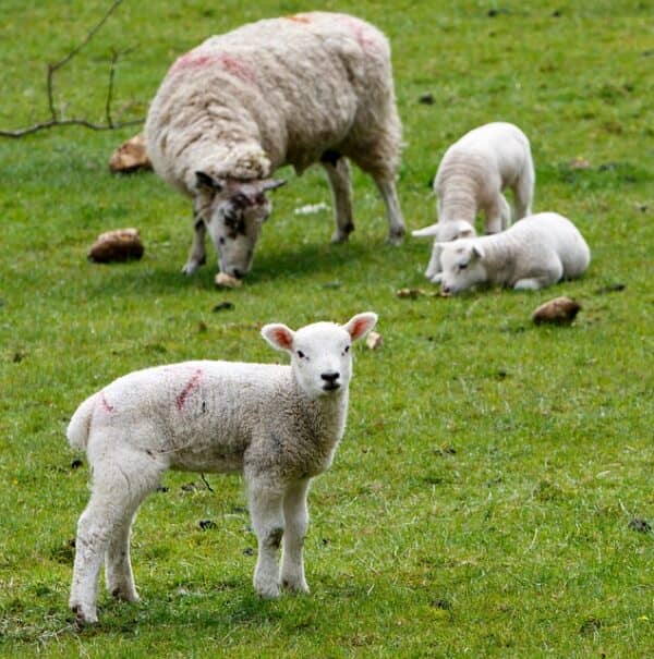 sheep eating swedes in a field of short grass