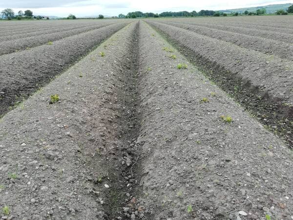 How To Lower PH In Soil Fast What To Add And Why GrowerExperts