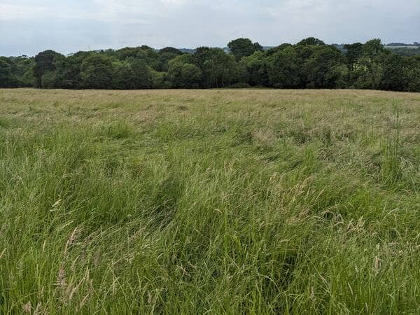 a field of grass for hay which is overgrown and gone to seed