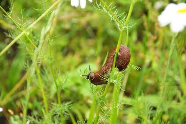 slug eating vegetable crop leaves