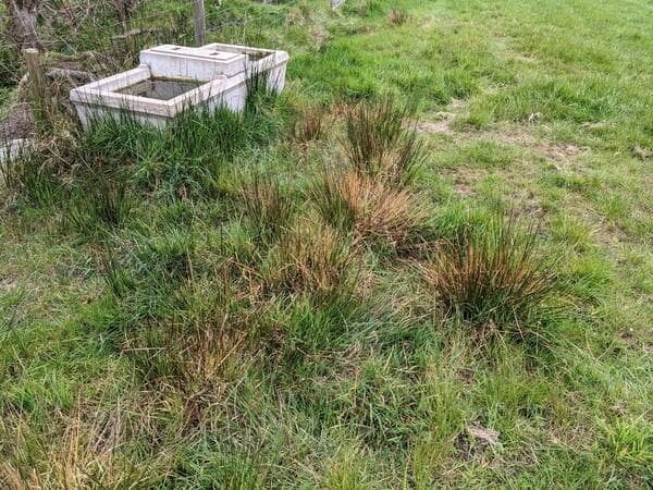 rushes decomposing after spraying with MCPA on a grass field