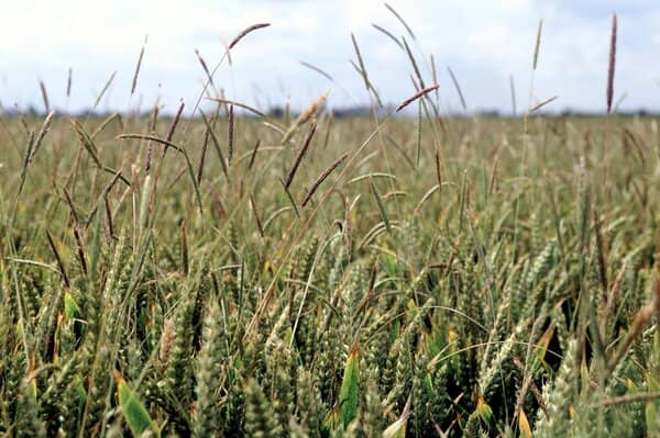 blackgrass in cereals