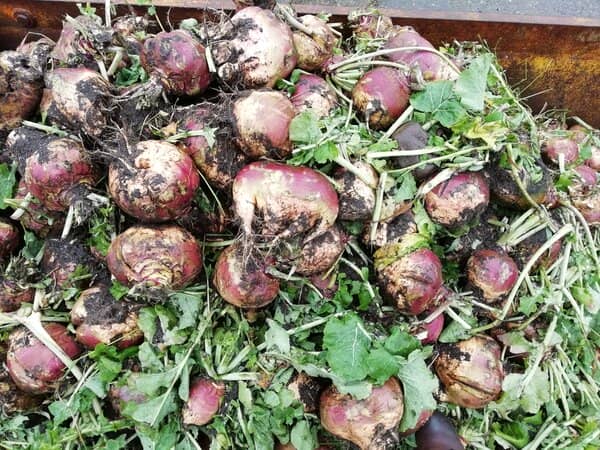 a trailer full of freshly harvested swedes