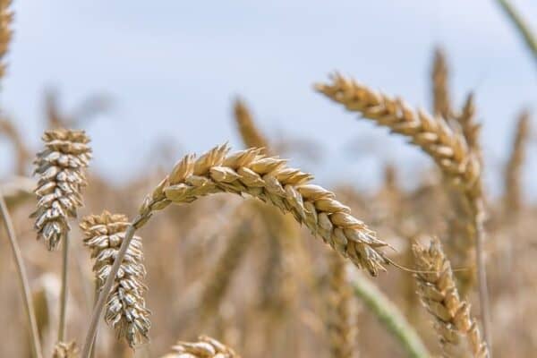 a soft wheat variety