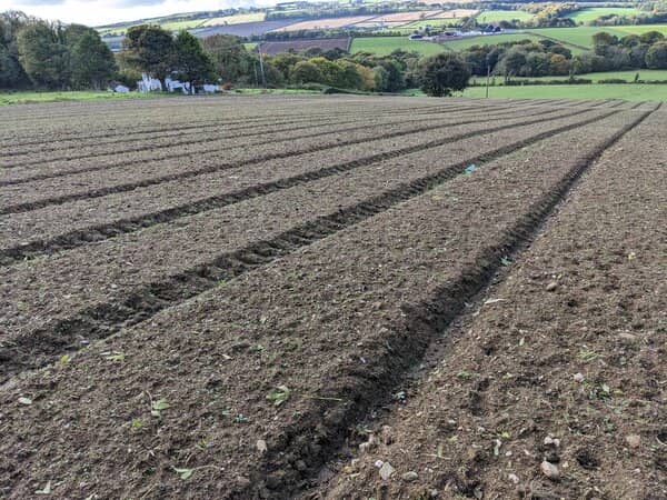 weeds in the swede field in October