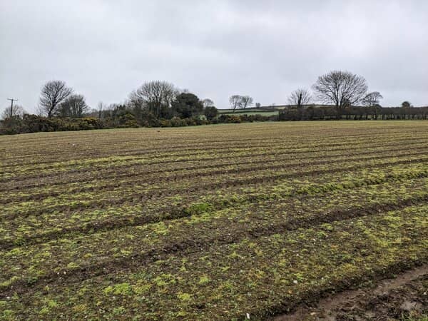 the swede field with dying weeds