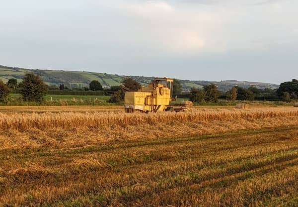 Our 1530 Combine harvesting spring oats in September 2023