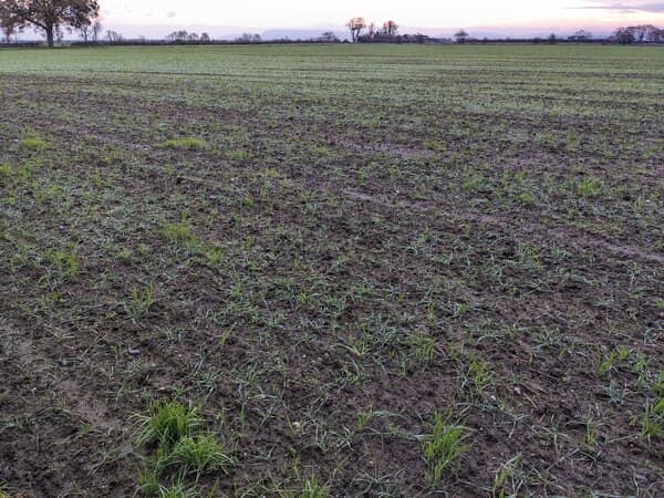 A field of our winter wheat a few weeks after sowing