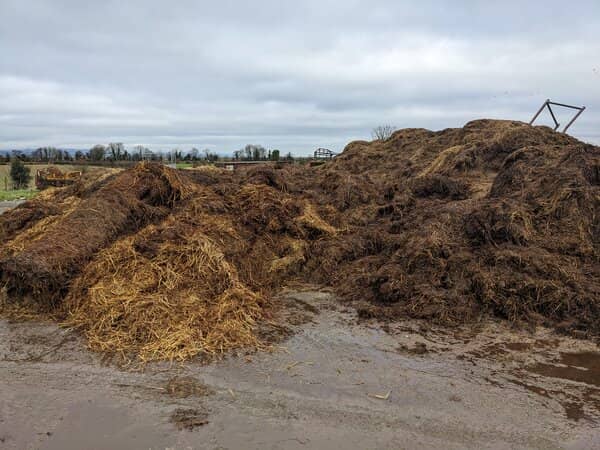 our midden full of decomposing farmyard manure