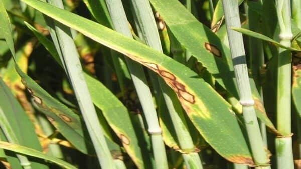 rhynchosporium in barley