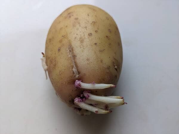 one of my potatoes sprouting in the store